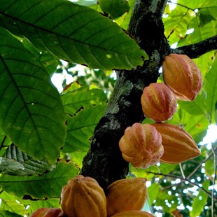 Kakao Yağı-Hammadde